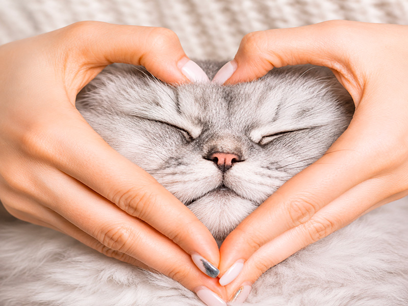 Produits pour chats chez Lilo